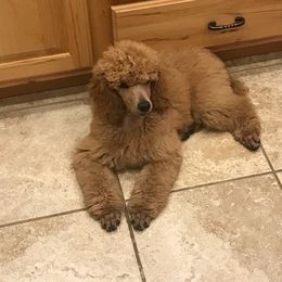 Poodles from Sheila Knutson