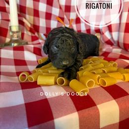 Rigatoni - Orange Girl - Black female Goldendoodle puppy in Harrisburg, Oregon from Dolly’s Doods