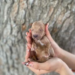Boy 2 Blue - Goldendoodle puppy from Cisneros Goldendoodles