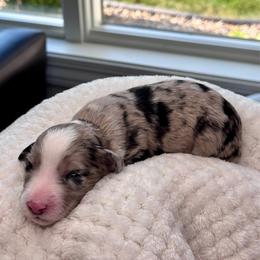 Coco - Blue merle female Aussiedoodle puppy in Decatur, Illinois from Signature Doodles