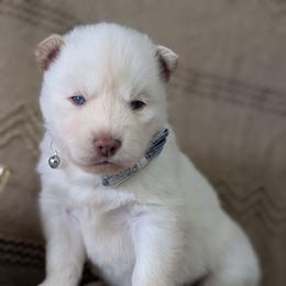 Jasper - White male Siberian Husky puppy in Coshocton, Ohio from Wyant Farms