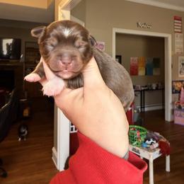 Zinna - Red tri female Miniature Australian Shepherd puppy in Buchanan, Georgia from Stanleyville Farm Mini Aussies
