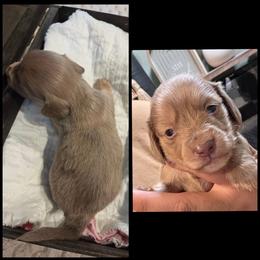 Cream Boy - Cream male Dachshund puppy in Panama City Fl, Florida from Southern Bliss Doxies