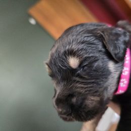 Purple Collar - Pepper and salt female Giant Schnauzer puppy in Cloverdale, Ohio from House of Roth Giant Schnauzers