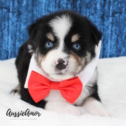 Black Tri 2 blue eyes - Black tri male Miniature Australian Shepherd puppy in Pinehurst, Texas from Aussie Amor