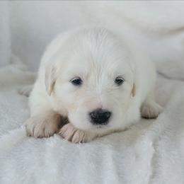 Purple - White female Great Pyrenees puppy in Yakima, Washington from Naches Heights Ranch