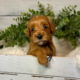 Nashville - Red  male Goldendoodle puppy in Haltom City, Texas from Ohana Doodles