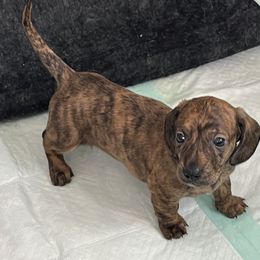 Nash - Brindle male Dachshund puppy in Massachusetts from Honey Bee Dachshunds