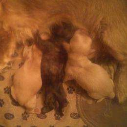 Call name BOONE - male Dachshund puppy in Summerfield, Florida from D & B Ranchette