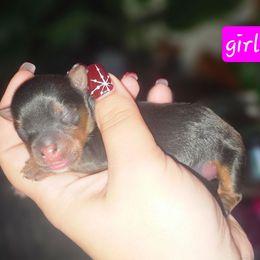 Girl 1 - Black and tan female Yorkshire Terrier puppy in Thornville, Ohio from My precious yorkies