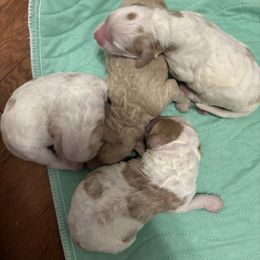 Girl 2 - Red  female Goldendoodle puppy in Covington, Louisiana from MyKy Puppies