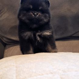Pomeranian Puppies from Legacy Poms OC
