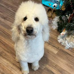Blayke-Lynne - Labradoodle