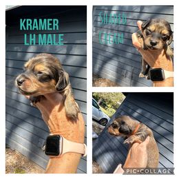 Dachshund Puppies from JB Doxies