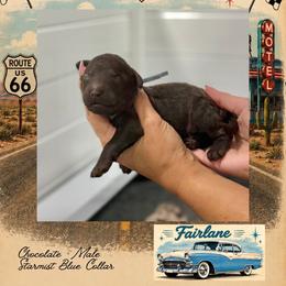 Fairlane - Chocolate male Goldendoodle puppy in Garland, Texas from Twilight Doodles
