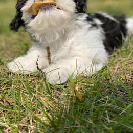 Newfoundland and Shih Tzu Puppies from Grand Meadow Newfoundlands