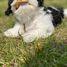 Newfoundland and Shih Tzu Puppies from Grand Meadow Newfoundlands