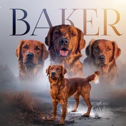 Baker - Golden Retriever