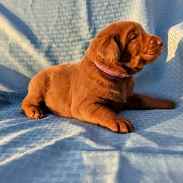 Dilute Retriever and Labrador Retriever Puppies from LC Hunting Labs, LLC.