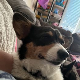 April - Pembroke Welsh Corgi