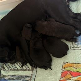 Pug Puppies from Double Dutch Pug Co.