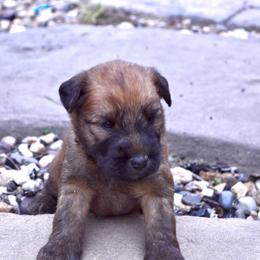 Pine - Wheaten male Soft Coated Wheaten Terrier puppy in Kirksville, Missouri from Ironwood Ridge Kennels