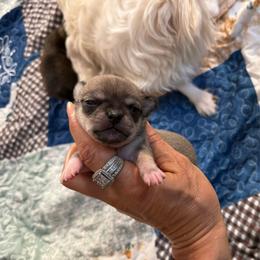 Fawn female price: 6,500 - Fawn female Chihuahua puppy in Summerfield, Florida from Uey’s Chihuahuas