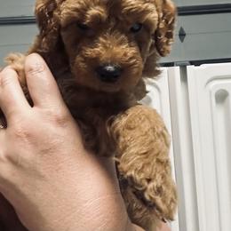 Poodle Puppies from Herringbone ‘s Poodles