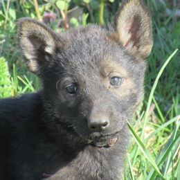 German Shepherd Puppies from Parsons German Shepherds