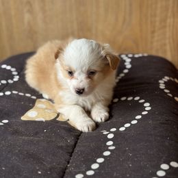 Ginny - Red female Miniature American Shepherd puppy in Sanger, California from Flying M Cactus Ranch Buddies