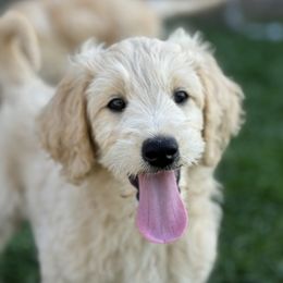 Goldendoodle Puppies from Gentry Doodles
