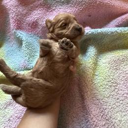 Merry - Apricot female Cavapoo puppy in Gainesville, Florida from Alyssa Xxweetdoodles