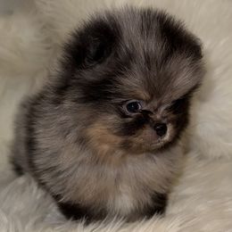 Chip - Blue merle male Pomeranian puppy in Tucson, Arizona from Pomutopia