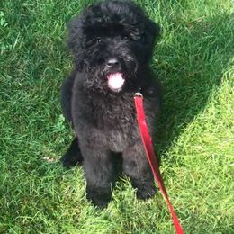 Labradoodle Puppies from Burgener Run Labradoodles
