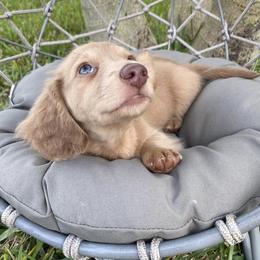 Dachshunds from Dreamwork Dachshunds