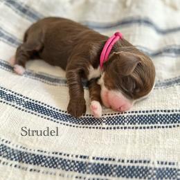 Strudel - Brown and white female Bernedoodle puppy in Waco, Texas from Blessings Pups Doodles