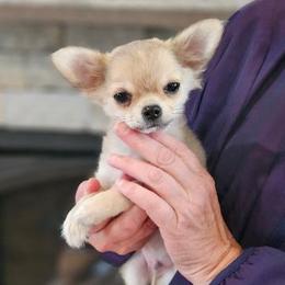 AKC Stormy In Maine 2800.00 - Black sabled fawn male Chihuahua puppy in Newport, Maine from Pinewood Acres Chihuahuas