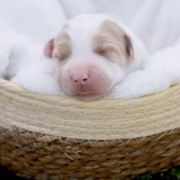 Zaya - Brown and white female Sheepadoodle puppy in Los Angeles, California from Exquisite Doodles