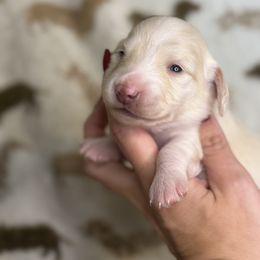 Toast - Cream male Dachshund puppy in Oklahoma City, Oklahoma from Barrett’s Doxie Farm