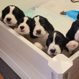 English Springer Spaniels from Unforgettable