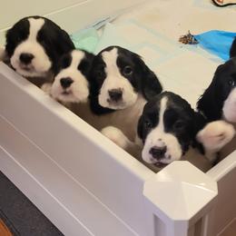 English Springer Spaniels from Unforgettable