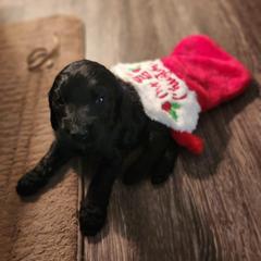 Double Doodle Puppies from Christina's Double Doodles