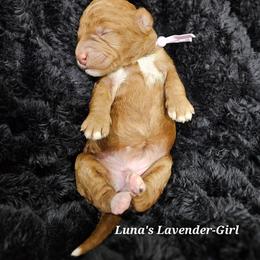 Lavender Girl - Red female Labradoodle puppy in Payson, Utah from Utah County Labradoodles