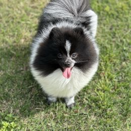 Domino - Pomeranian