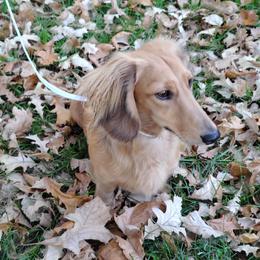 Chance - Cream male Dachshund puppy in Momence, Illinois from Happy Little Doxies
