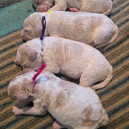 2nd pick female - Parti female Goldendoodle puppy in San Antonio, Texas from Sagebrush Labradors and Doodles