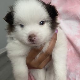 Boy 3 - Pomeranian puppy from Patty’s Poms