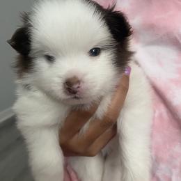 Boy 3 - Pomeranian puppy from Patty’s Poms