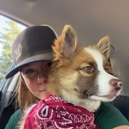 Icelandic Sheepdog Puppies from Tobiasson icie