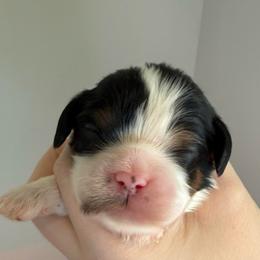 Tri Boy - Tri-color male Cavalier King Charles Spaniel puppy in Washington, North Carolina from Farmhouse Cavaliers NC